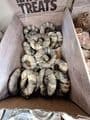 Fish skin collagen donut