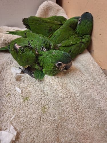 Hahns Macaws (Ready September)