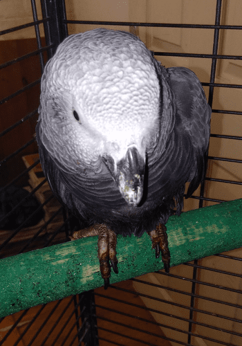 Help LARA with a Sponsorship