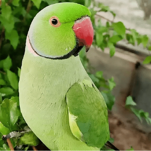 Indian Ringnecks (available Soon)