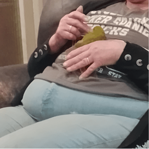Kakariki Parakeets Hand reared Babies
