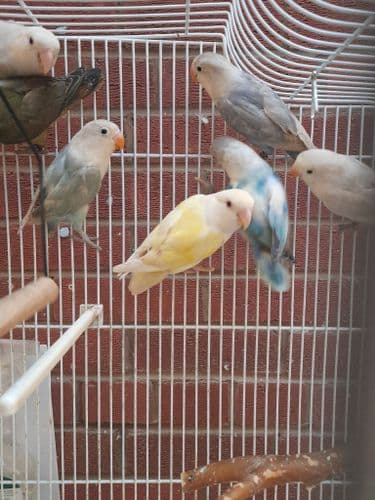 Lovebirds (available Now)