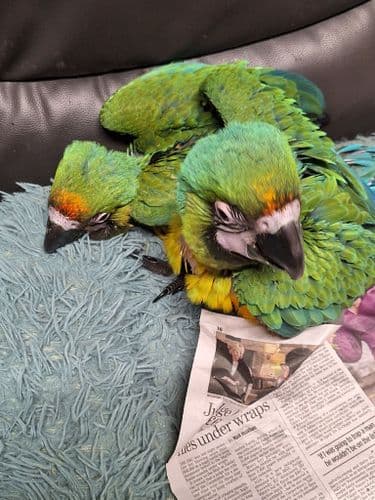 Milliegold Macaw Available December