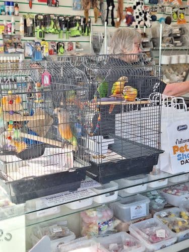 Pineapple Conures (Available Now)