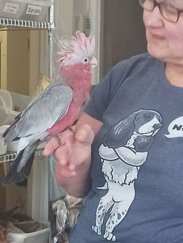 Rose Breasted Cockatoo (Galah)