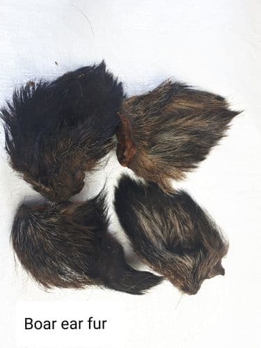 Wild Boar: Ear with Fur