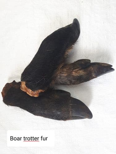 Wild Boar: Leg with Fur