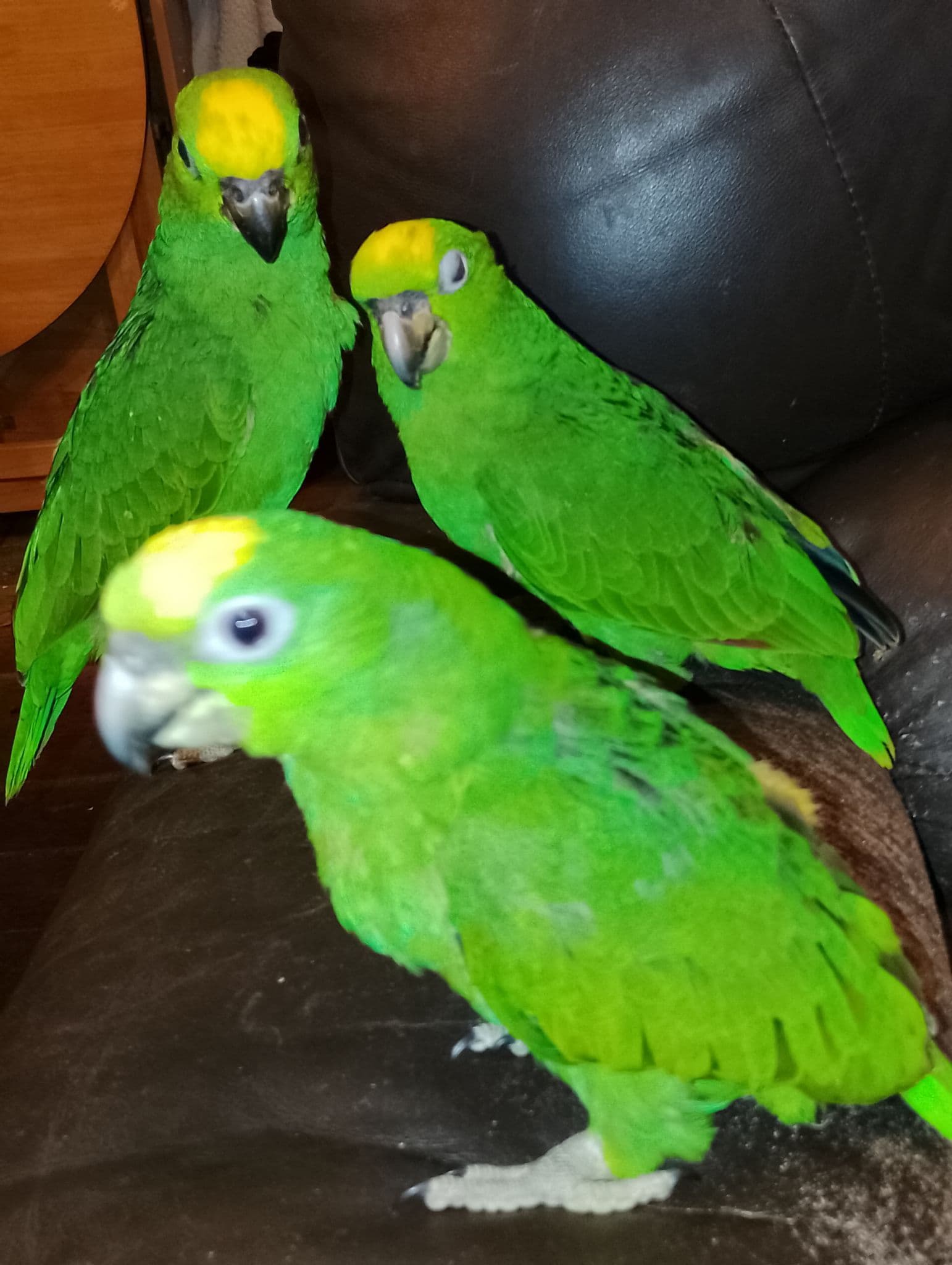 Yellow Crowned Hand Reared Amazon Parrots