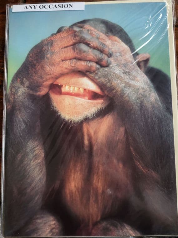 monkey