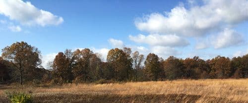 WB51102 - Open Field 31