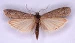Mediterranean Flour Moths