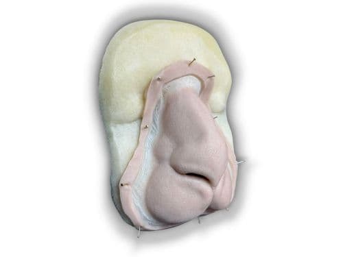 Rosa FX prosthetic Rabbit Nose