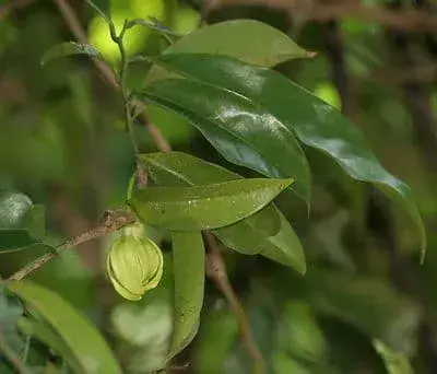 Green Champa Incense