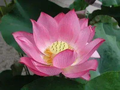 Lotus Incense
