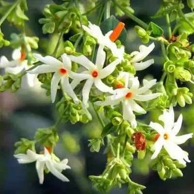 Parijata Flower