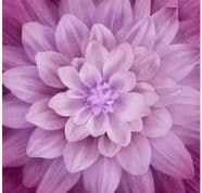 Hoffman Dream Big Digital Panel - Magenta - P4389.72 - Cotton Fabric