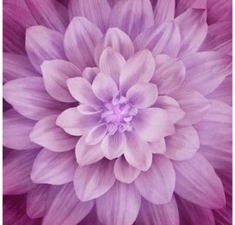 Hoffman Dream Big Digital Panel - Magenta - P4389.72 - Cotton Fabric
