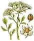 Aniseed (Pimpinella anisum) 30ml