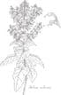Clary Sage (Salvia sclarea) 30ml