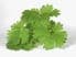 Coriander Leaf (Coriandrum sativum) 30ml