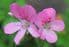 Geranium (Pelargonium graveolens) 30ml