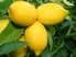 Lemon (Citrus limon) 30ml Sicily