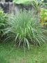 Lemongrass (Cymbopogon citratus) 30ml