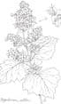 Patchouli (Pogostemon cablin) 30ml