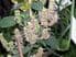 Patchouli (Pogostemon cablin) 30ml