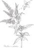 Peppermint (Mentha x piperita) 30ml UK
