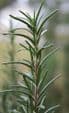 Rosemary (Rosmarinus officianalis) 30ml