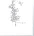 Rosemary (Rosmarinus officianalis) 30ml