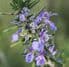 Rosemary (Rosmarinus officianalis) 30ml
