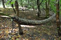 Dd Hammocks Sleeve Mc