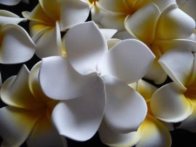 12- 30 x tête de fleur frangipanier flottant * Kauai blanc nature