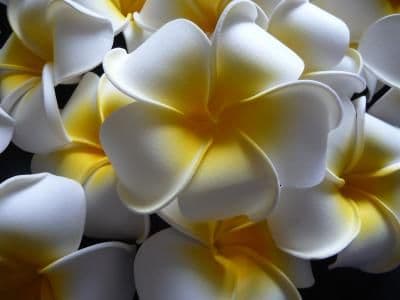 12- 30 x tête de fleur frangipanier flottant * Kauai blanc nature