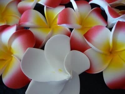 12-30 x tête de fleur frangipanier flottant * Kauai couleur mix