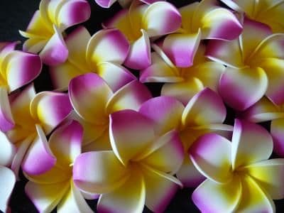 12- 30 x tête de fleur frangipanier flottant * Kauai mauve