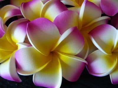 12- 30 x tête de fleur frangipanier flottant * Kauai mauve