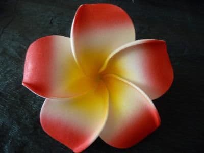 12- 30 x tête de fleur frangipanier flottant * Kauai rouge