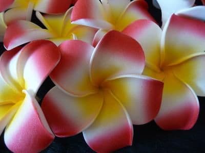 12- 30 x tête de fleur frangipanier flottant * Kauai rouge