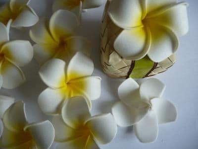 30 têtes fleur frangipanier * 6cm blanc