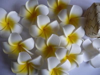 30 têtes fleur frangipanier * 6cm blanc
