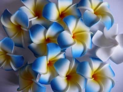 30 têtes fleur frangipanier * 6cm bleu