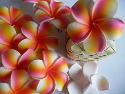 30 têtes fleur frangipanier * 6cm rainbow