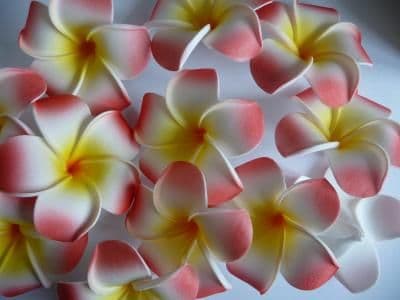 30 têtes fleur frangipanier * 6cm rouge