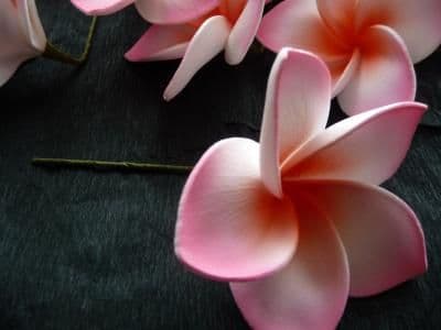 Pince fleur de frangipanier - colis letchis - Produit la Reunion