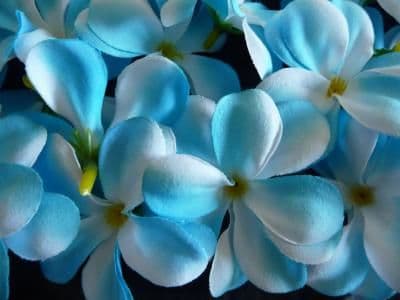 Lot de 30 fleurs de frangipanier tissus bleu-blanc