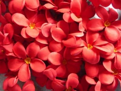 Lot de 30 fleurs de frangipanier tissus just red