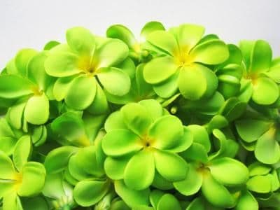 Lot de 30 fleurs de frangipanier tissus vert